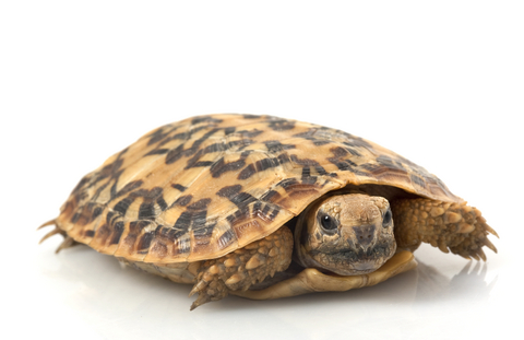 Pancake Tortoise For Sale, Pancake Tortoise For Sale Cheap, Pancake Tortoise For Sale Near Me, Pancake Tortoise For Sale Europe, Pancake Tortoise For Sale Canada, Pancake Tortoise For Sale Uk, Pancake Tortoise For Sale Usa, Baby Pancake Tortoise For Sale